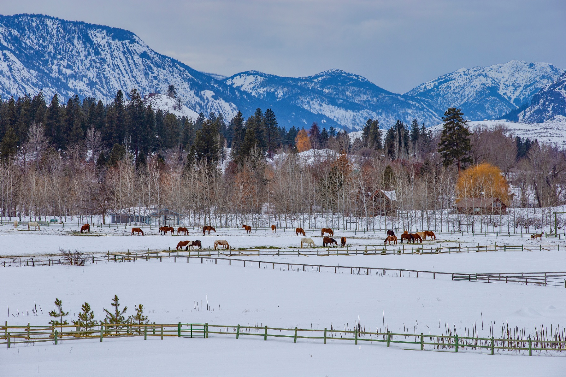 VolunteeRanch | Cowboy Ranch Volunteering in USA & Canada